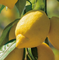 自慢のフルーツ レモン
